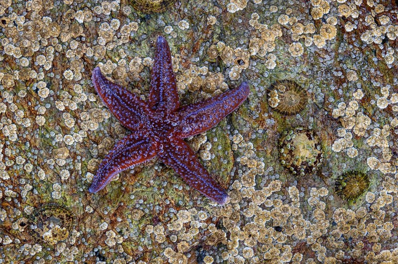Starfish on a rock, Lauvsnes, Nord-Trøndelag, Norway