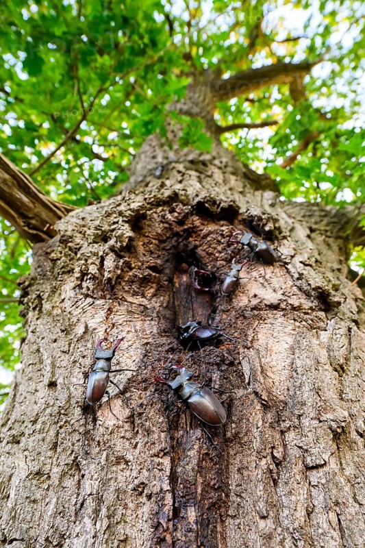 Several black stag beetles (Lucanus cervus) sucking sugary plant sap at a so-called leak site on a pedunculate oak (Quercus robur), Damme, Dammer Berge, Südoldenburger Land, Lower Saxony, Germany