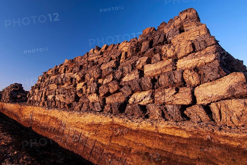 Peat in winter moor, Goldenstedt, Lower Saxony, Germany