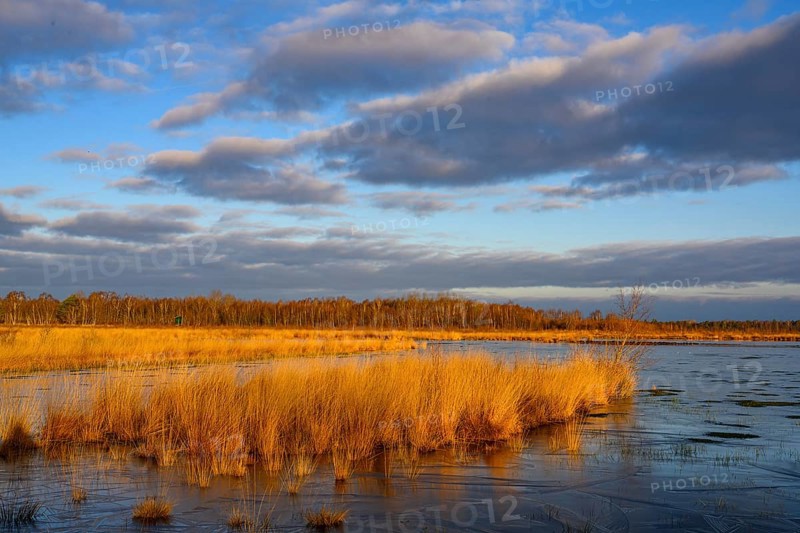 Wide, wintry Goldenstedt moor with pipe grass in the evening light, Goldenstedt, Lower Saxony, Germany