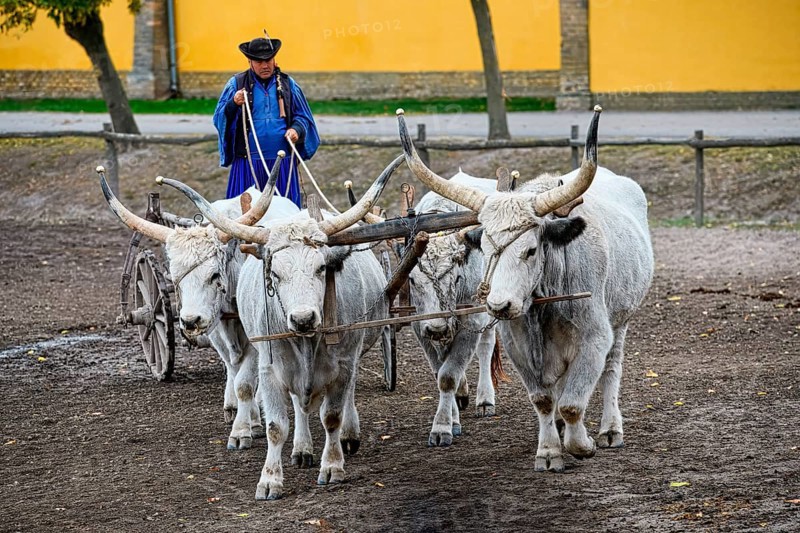 Steppe cattle conduction demonstration, Puszta, Hungary