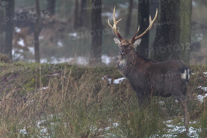Sika deer (Cervus nippon) standing securely at the edge of the forest, subspecies Manchurian sika deer, winter, cold, frost, Germany