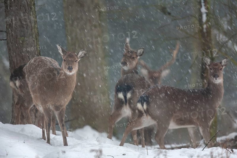 Sika deer herd (Cervus nippon) in the winter forest, subspecies Manchurian sika deer, winter, snowfall, cold, frost, Germany