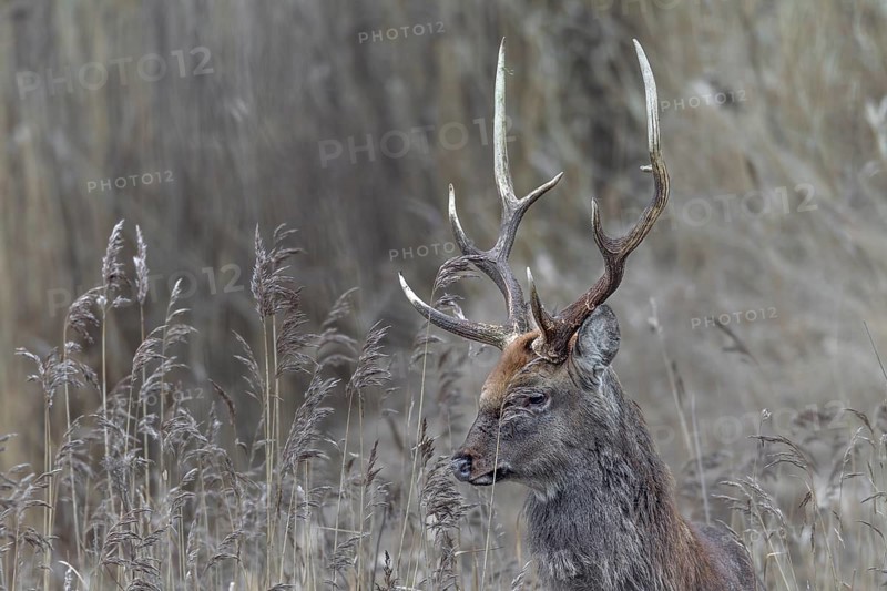 Portrait of a very attentive sika deer (Cervus nippon), subspecies Manchurian sika deer, Germany