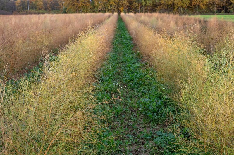 Asparagus (Asparagus officinalis) in autumn colour, Eckental, Middle Franconia, Bavaria, Germany