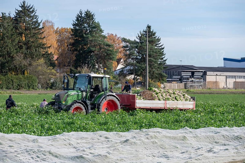 Radish harvest in Knoblauchsland, largest contiguous vegetable growing region in Germany, Nuremberg, Middle Franconia, Bavaria, Germany