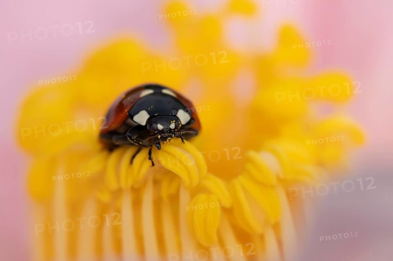 Seven-spot ladybird or ladybug (Coccinella septempunctata) adult insect on a garden Camellia flower in springtime, England, United Kingdom