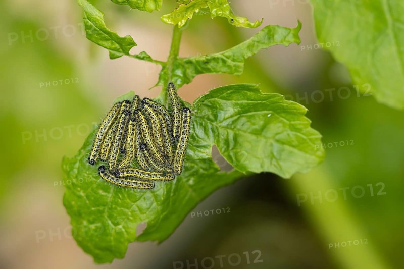 Large or Cabbage white butterfly (Pieris brassicae) juvenile larva caterpillars pest feeding on garden brassica plant leaves in summer, England, United Kingdom