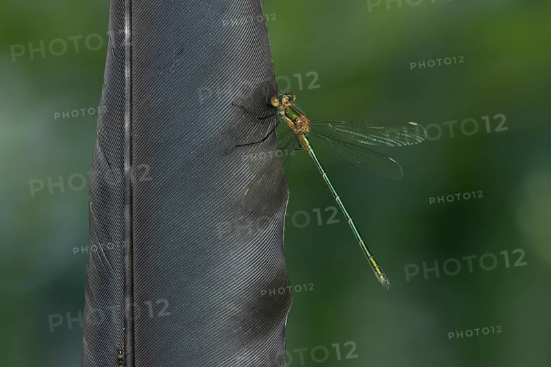 Emerald damselfly (Lestes sponsa) adult insect resting on a bird feather in summer, England, United Kingdom