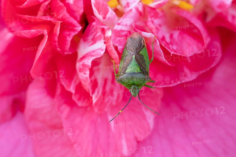 Hawthorn shieldbug (Acanthosoma haemorrhoidale) adult insect on a garden Camellia flower in springtime, England, United Kingdom