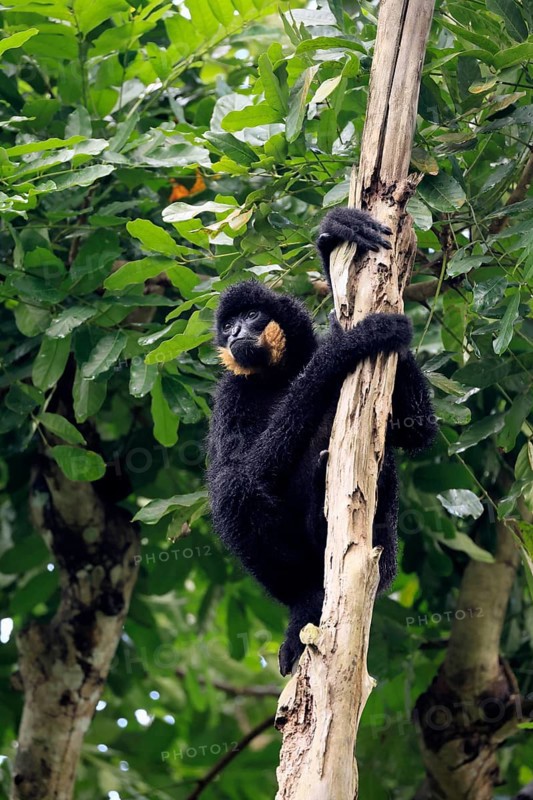 Southern yellow-cheeked gibbon (Nomascus gabriellae), adult, male, sitting, on tree, alert, Southeast Asia