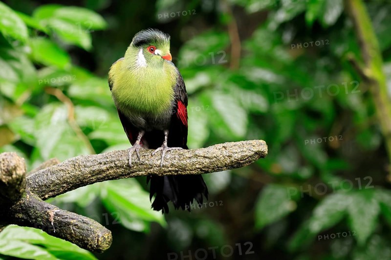 White-eared Turaco (Menelikornis leucotis), adult, alert, on tree trunk, Ethiopia, Africa, captive