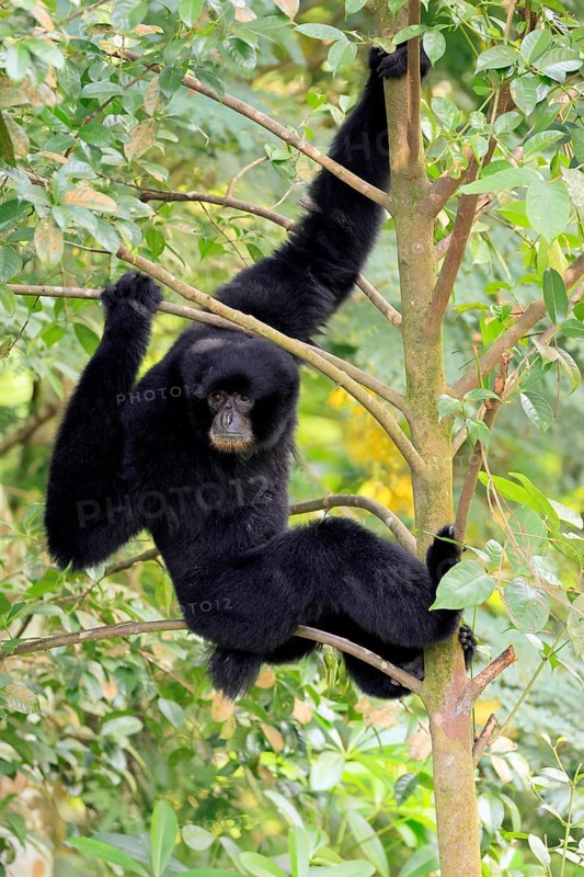 Siamang (Symphalangus syndactylus), adult, sitting on tree, alert, Southeast Asia