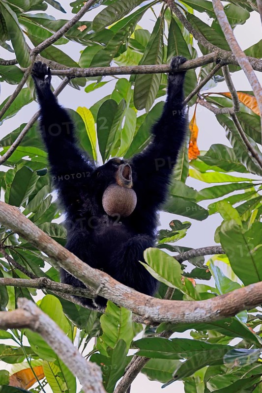 Siamang (Symphalangus syndactylus), adult, on tree, calling, Southeast Asia