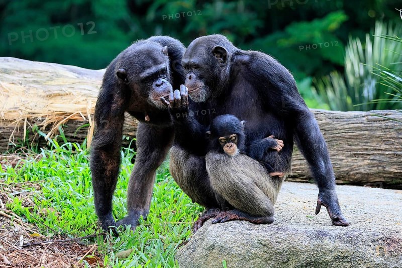 Chimpanzee (Pan troglodytes), adult, two females, mother, baby, young animal, social behaviour