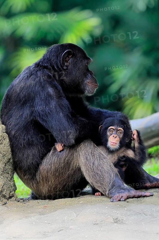 Chimpanzee (Pan troglodytes), adult, female, mother, baby, young animal, social behaviour