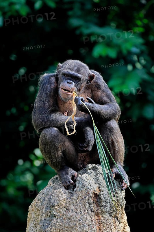 Chimpanzee (Pan troglodytes), adult, on rocks, feeding
