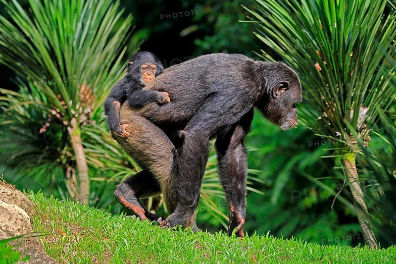 Chimpanzee (Pan troglodytes), adult, female, mother, baby, young animal, social behaviour, young animal riding on mother's back