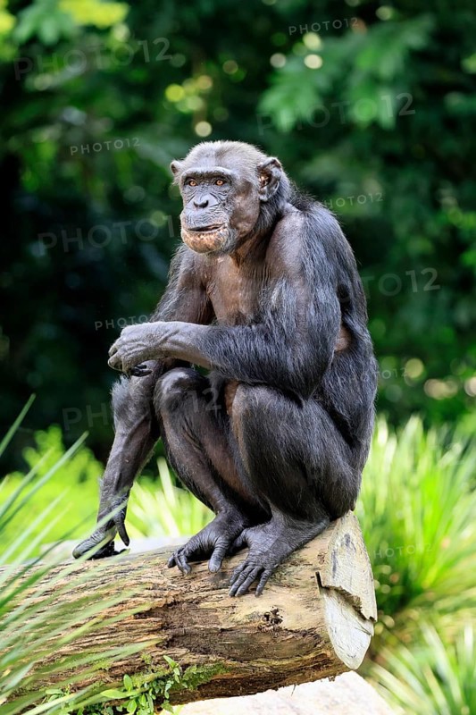 Chimpanzee (Pan troglodytes), adult, sitting on tree trunk, alert
