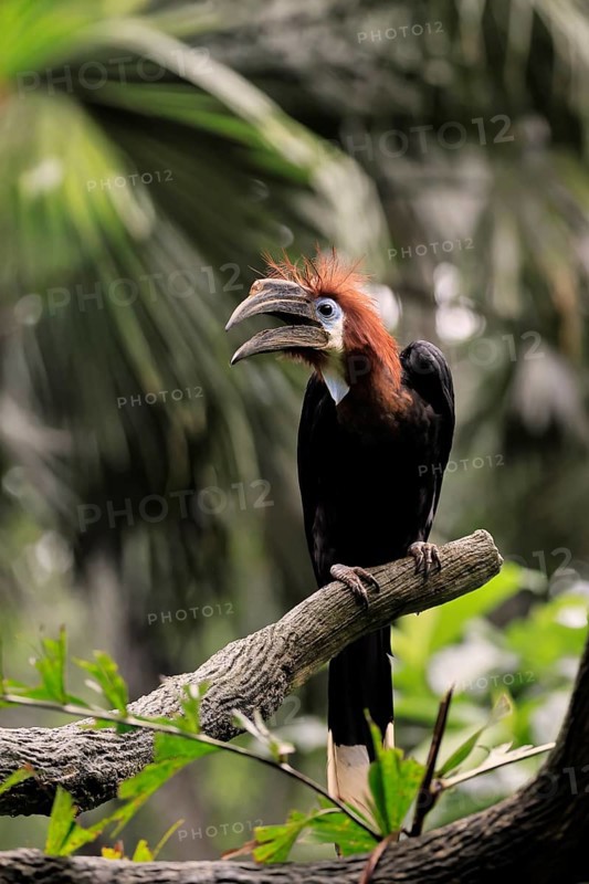 Black-helmeted Hornbill (Ceratogymna atrata), Club-tailed Hornbill, adult, female, perch, calling, South America