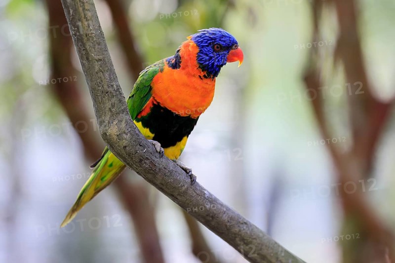 Red-naped Lorikeet (Trichoglossus rubritorquis), Darwin All-coloured Lorikeet, adult, on tree, alert, Australia