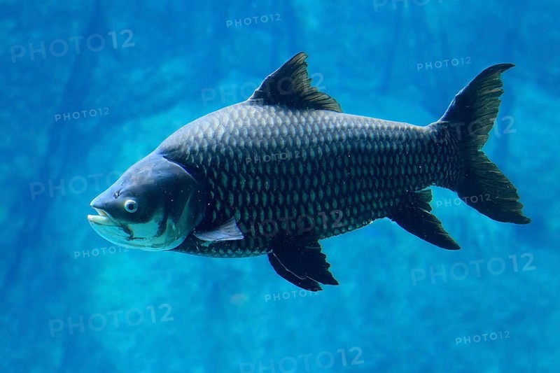 Giant barb (Catlocarpio siamensis), Siamese giant carp, adult, swimming, Southeast Asia