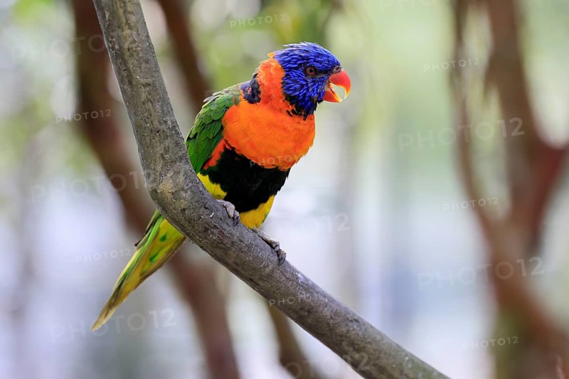 Red-naped Lorikeet (Trichoglossus rubritorquis), Darwin All-coloured Lorikeet, adult, on tree, calling, Australia