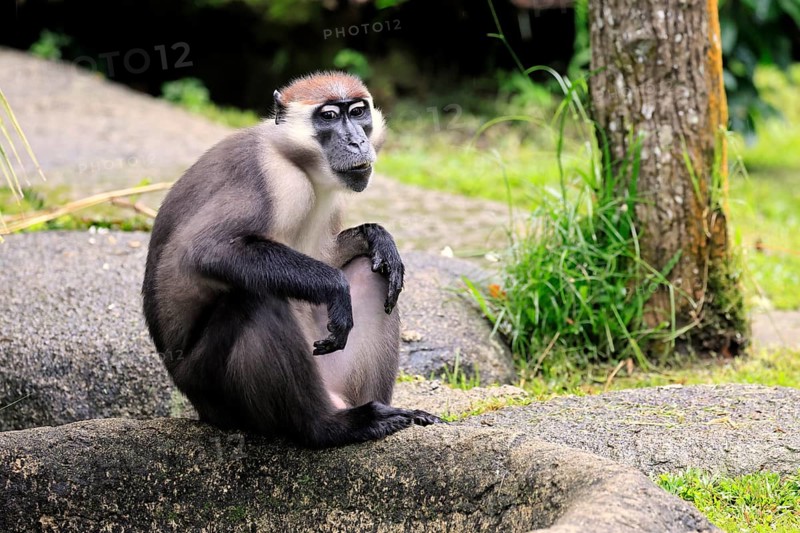 Red-crowned mangabey (Cercocebus torquatus), red-headed mangabey, collared mangabey, adult, vigilant, sitting, on the ground
