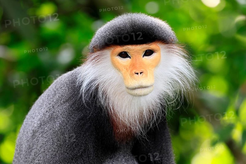 Red-shanked monkey (Pygathrix nemaeus), adult, portrait, relaxed, Southeast Asia