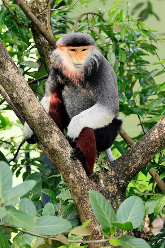 Red-shanked monkey (Pygathrix nemaeus), adult, in a tree, sitting, relaxed, Southeast Asia