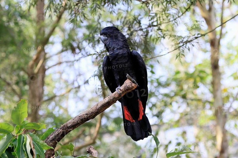 Red-tailed Cockatoo (Calyptorhynchus banksii), Banks' Cockatoo, adult, male, perch, alert, Australia