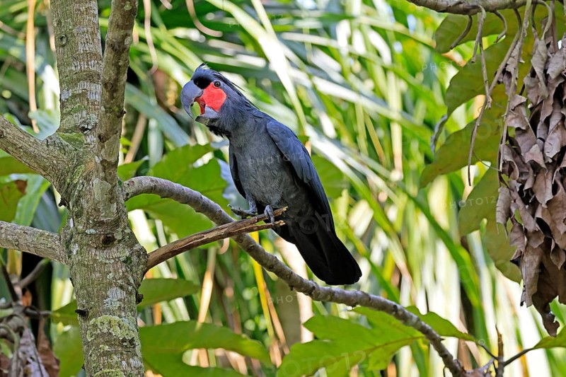 Palm Cockatoo (Probosciger aterrimus), Arabian Cockatoo, adult, on tree, perch, calling, Australia