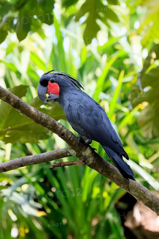 Palm Cockatoo (Probosciger aterrimus), Arabian Cockatoo, adult, on tree, perch, calling, Australia