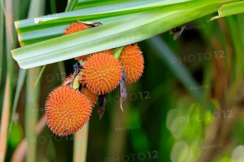 Pandanus affines, genus screw trees, fruits, useful plant, shrub, Singapore, Southeast Asia