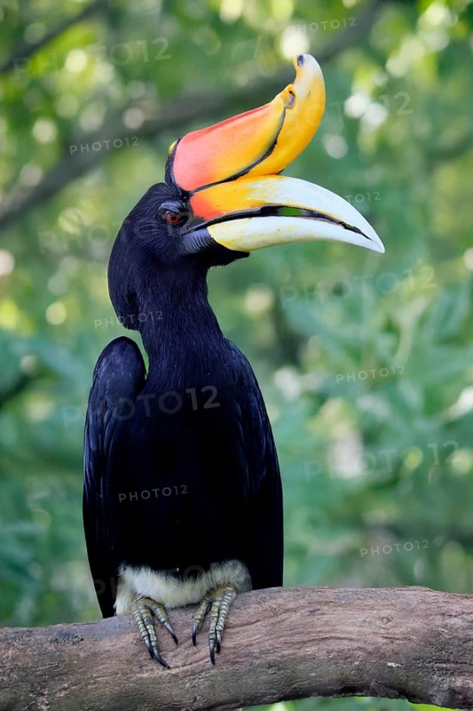 Rhinoceros bird (Buceros rhinoceros), adult, male, on tree, on wait, Southeast Asia