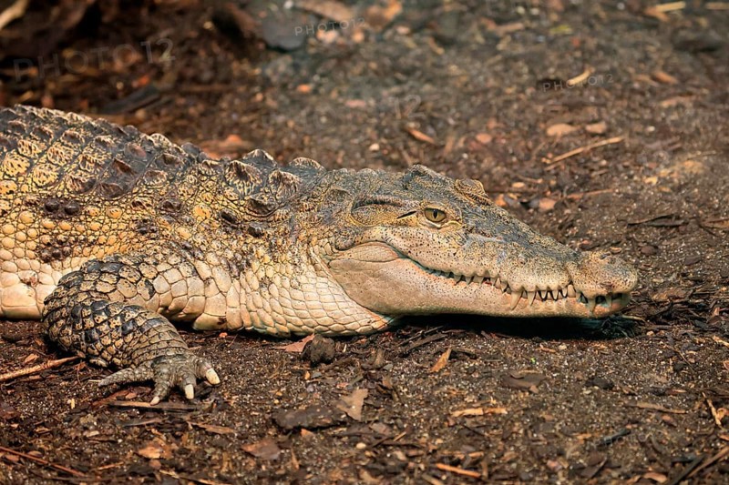 Philippine crocodile (Crocodylus mindorensis), adult, portrait, on land, Philippines, Southeast Asia