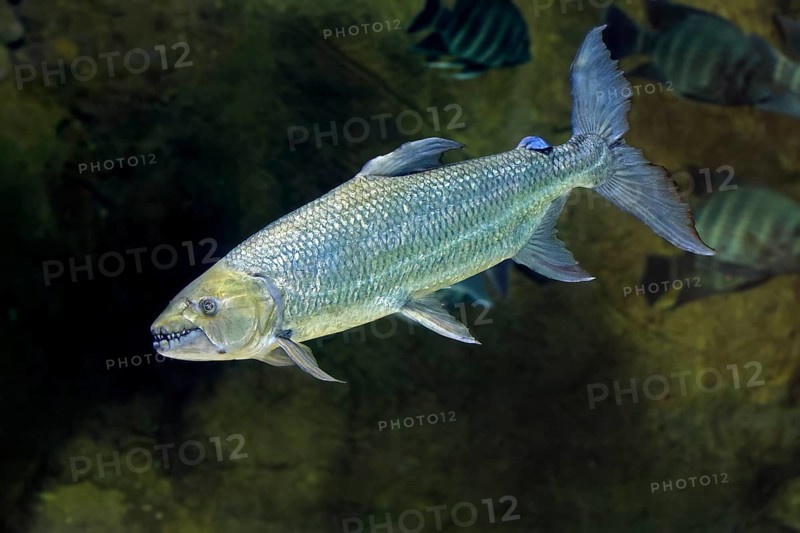 Giant tiger tetra (Hydrocynus goliath), water dog, freshwater fish, adult, swimming, Congo basin