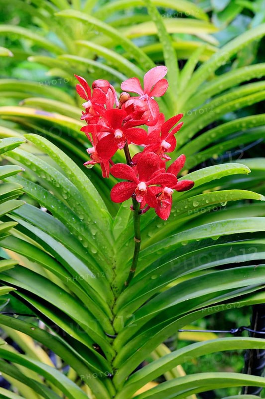 Orchid Aranda Dinah Shore, blossoms, blooming, Singapore, Southeast Asia