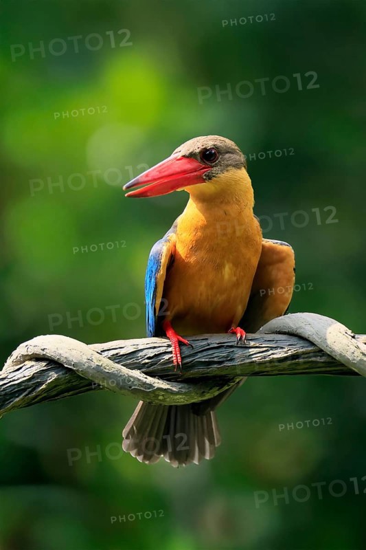 Cranesbill Kingfisher (Pelargopsis capensis), Gurial, adult, on hold, Singapore, Southeast Asia