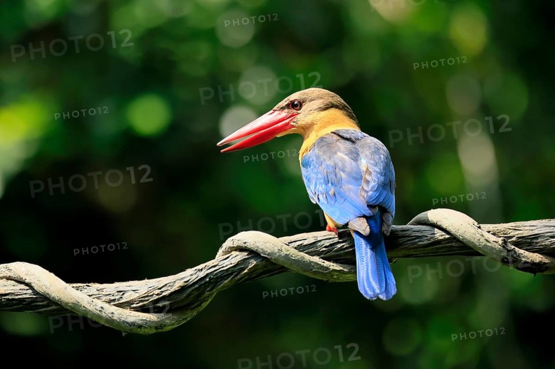 Cranesbill Kingfisher (Pelargopsis capensis), Gurial, adult, on hold, Singapore, Southeast Asia