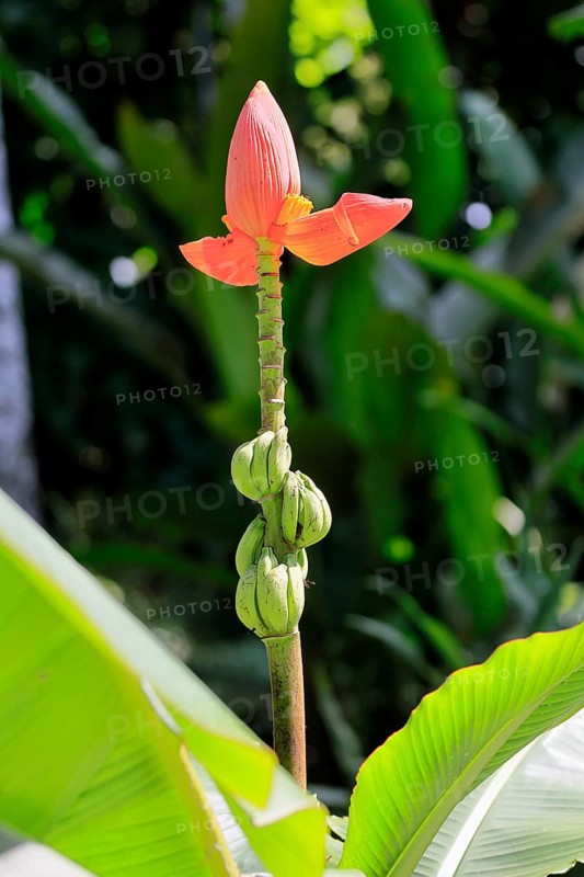 Musa laterita, Indian dwarf banana, blossom, fruits, Singapore, Southeast Asia