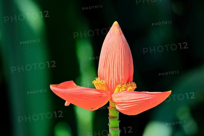 Musa laterita, Indian dwarf banana, blossom, fruits, Singapore, Southeast Asia