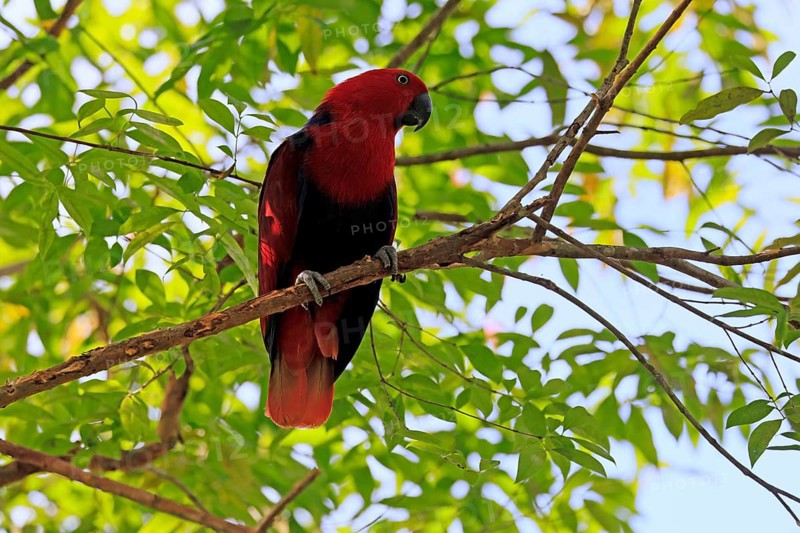 New Guinea noble parrot (Eclectus polychloros), adult, female, on tree, alert, New Guinea, Oceania