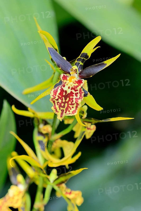 Brassidium Mystic Maze orchid, blossoms, blooming, Singapore, Southeast Asia