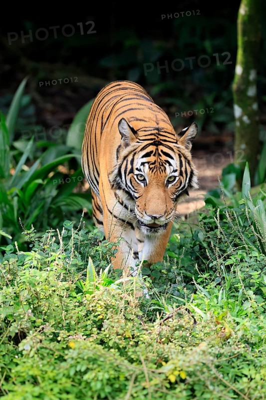 Malaysia tiger (Panthera tigris jacksoni), adult, running, stalking, vigilant, Malaysia, Southeast Asia