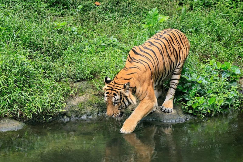 Malaysia tiger (Panthera tigris jacksoni), adult, at water, shore, vigilant, Malaysia, Southeast Asia