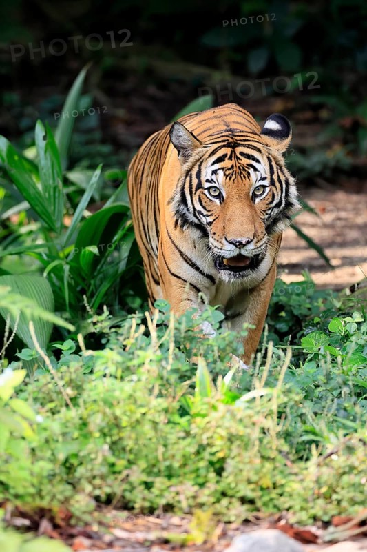 Malaysia tiger (Panthera tigris jacksoni), adult, alert, Malaysia, Southeast Asia