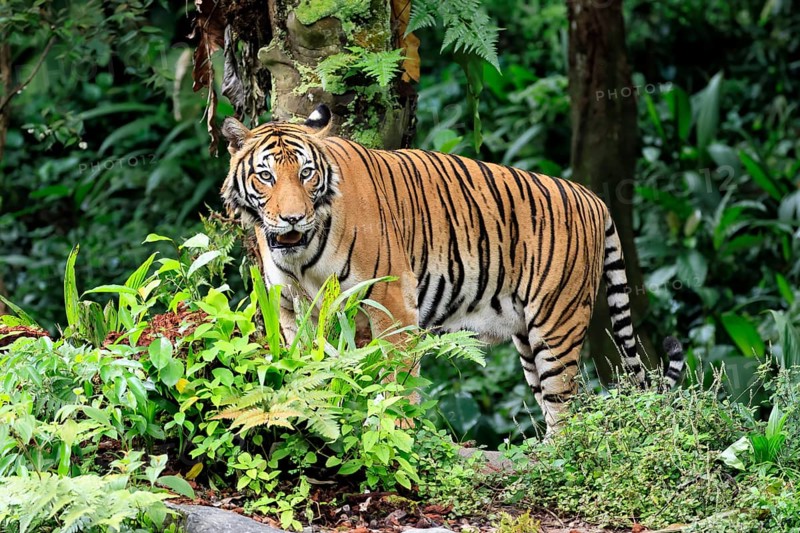 Malaysia tiger (Panthera tigris jacksoni), adult, alert, Malaysia, Southeast Asia