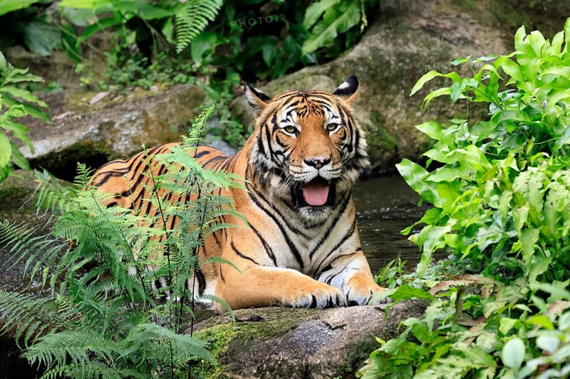 Malaysia tiger (Panthera tigris jacksoni), adult, portrait, sitting, alert, Malaysia, Southeast Asia