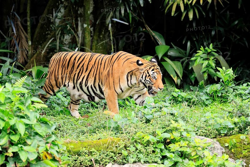 Malaysia tiger (Panthera tigris jacksoni), adult, running, stalking, vigilant, Malaysia, Southeast Asia